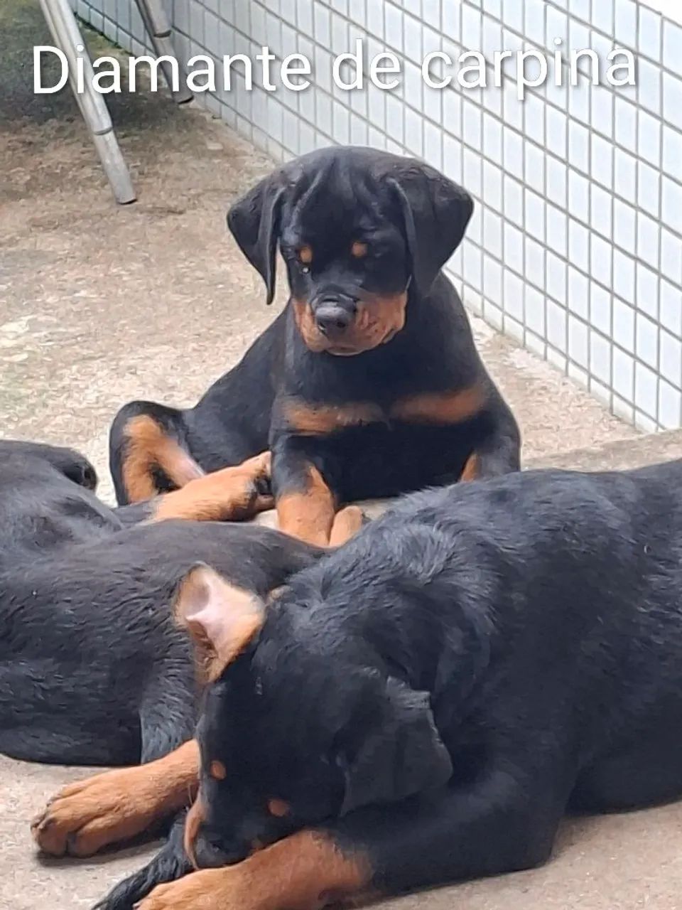 cachorro  - Foto 4