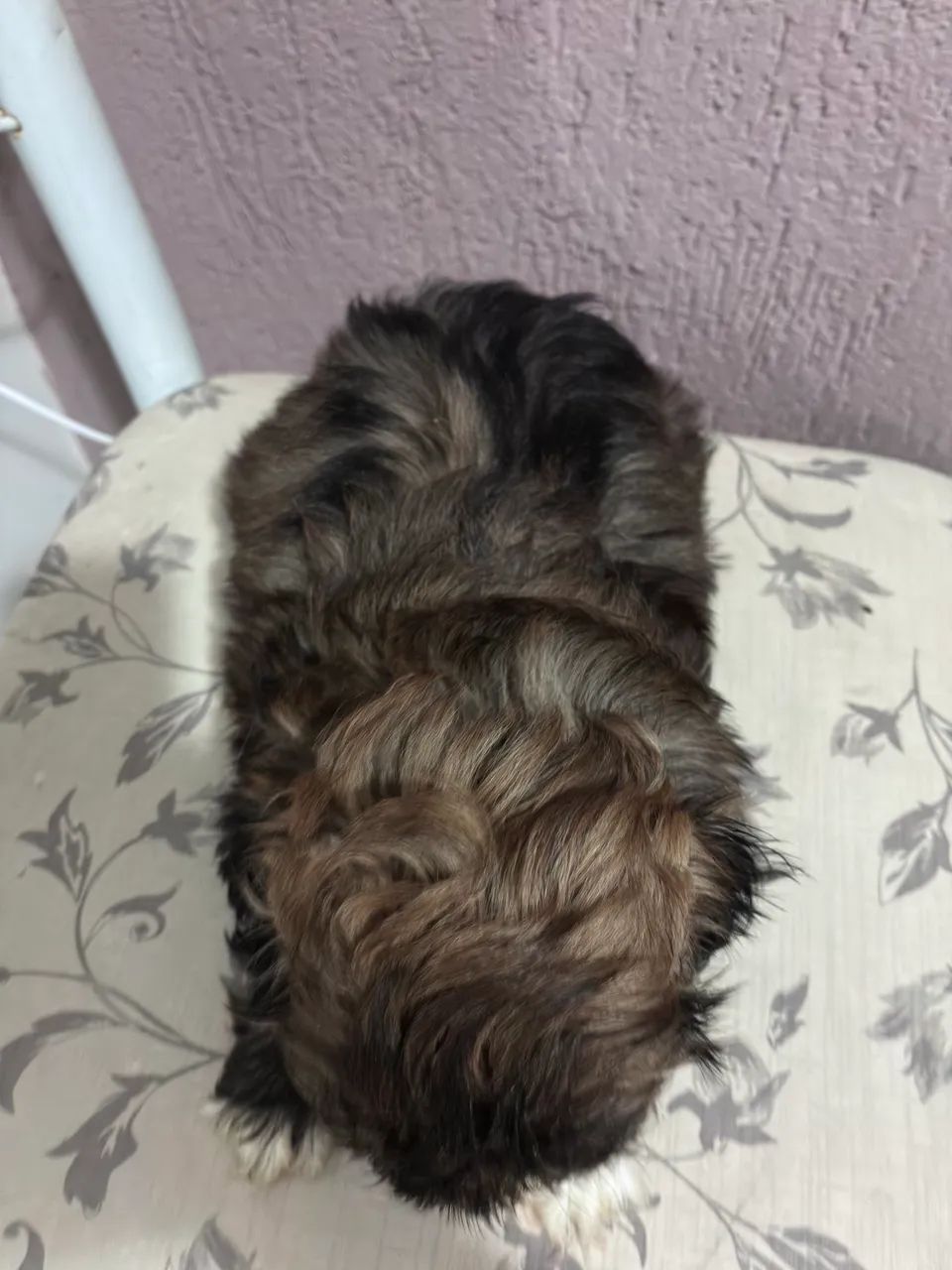 Machinho de Shitzu - Foto 3