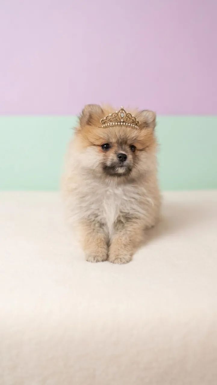 Spitz Superfofo
