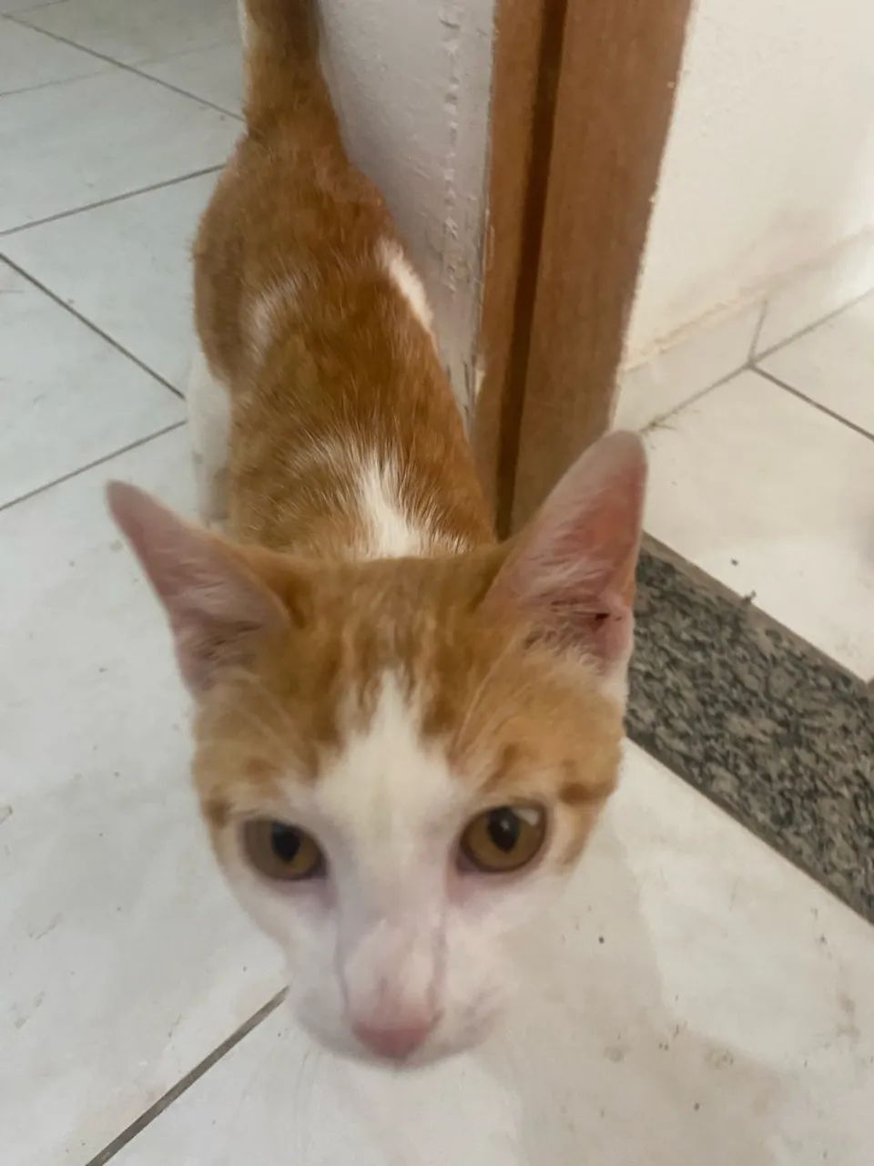 Gato para adoção  - Foto 2
