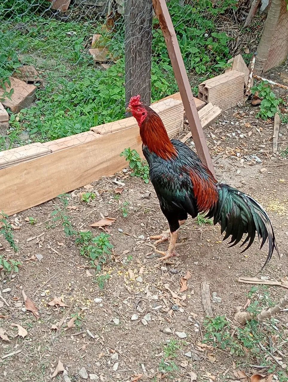 Galo francês  - Foto 2