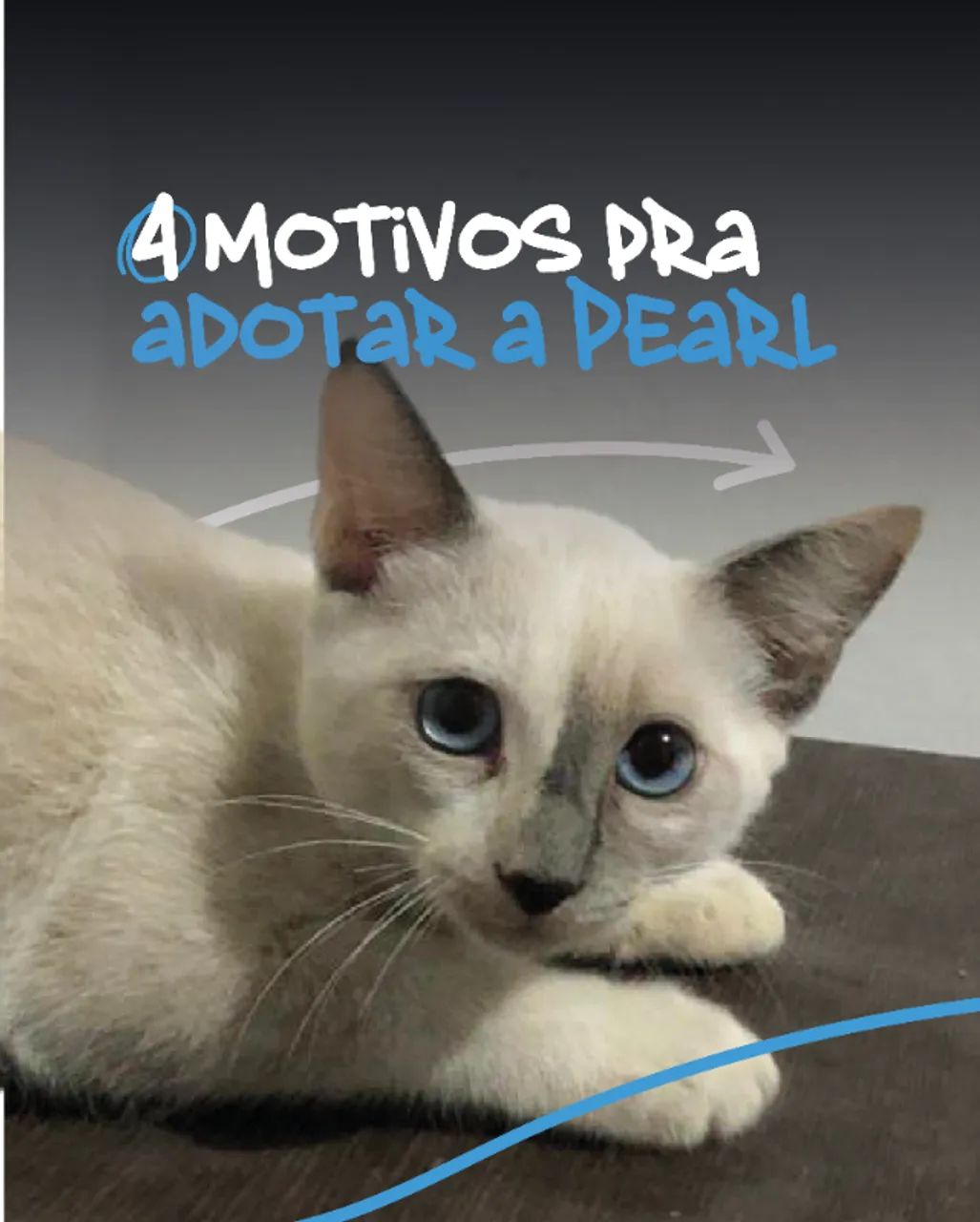 Adoção Responsável Gatinha Branca Fêmea