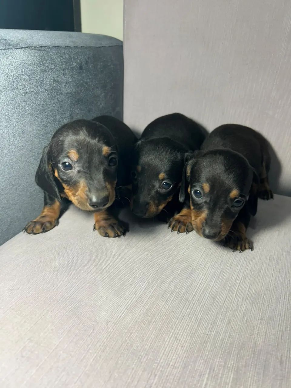 Dachshund / salsichinha / teckel - Foto 4