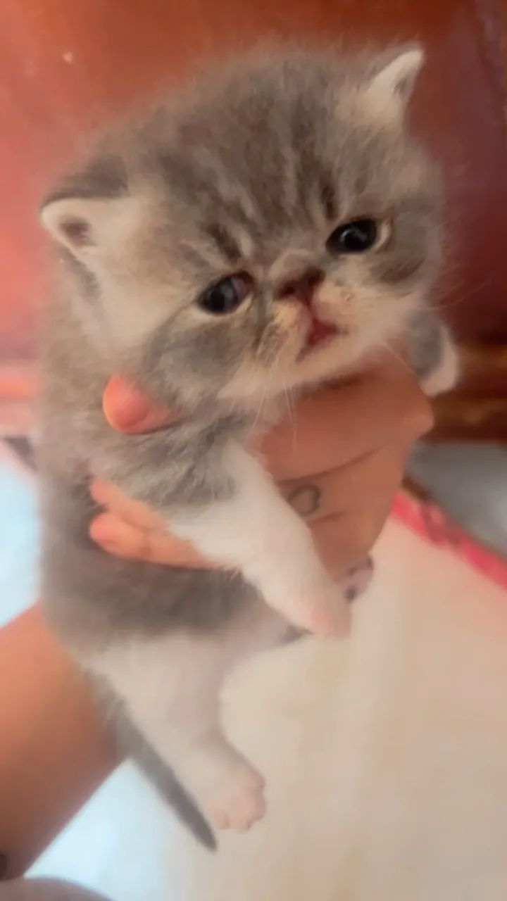 GATOS PERSAS - Foto 3