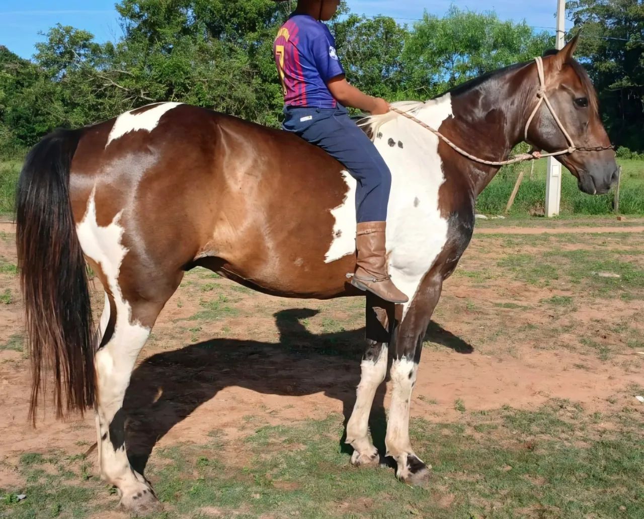 Tobiano castrado muito mansinho e enorme - Foto 2
