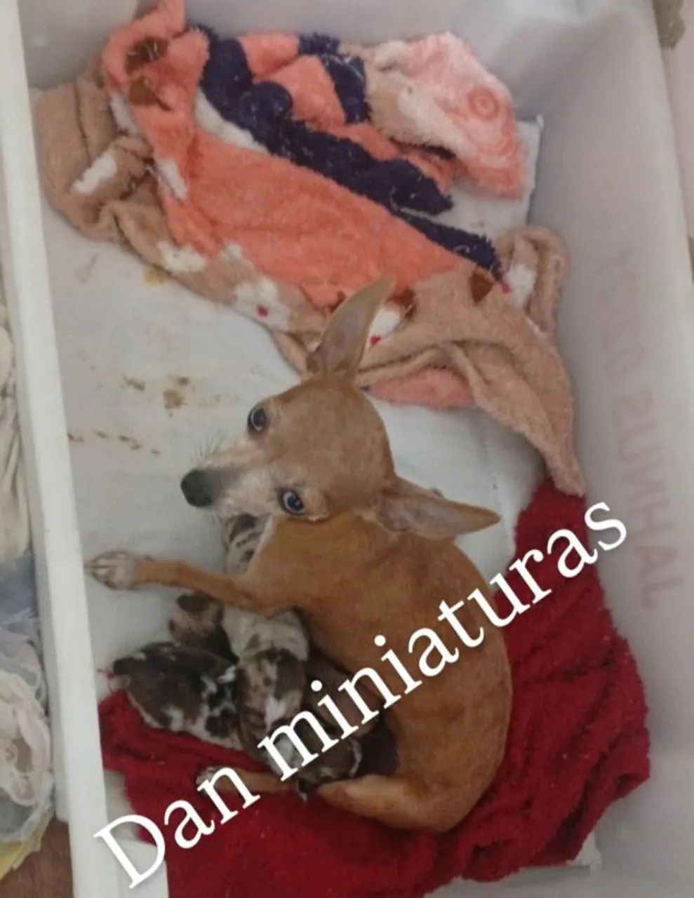 Pinscher 