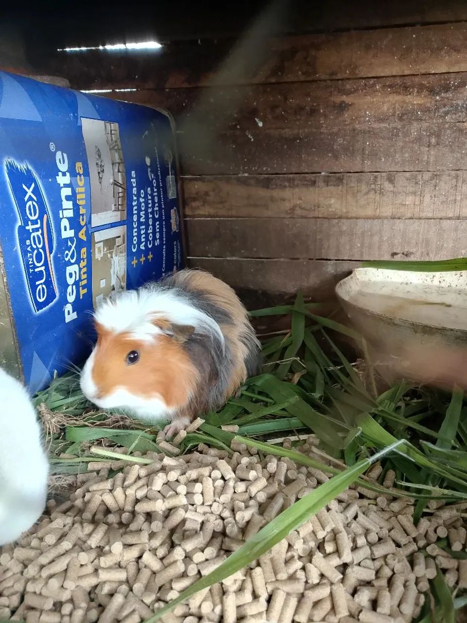 Porquinho da índia macho 