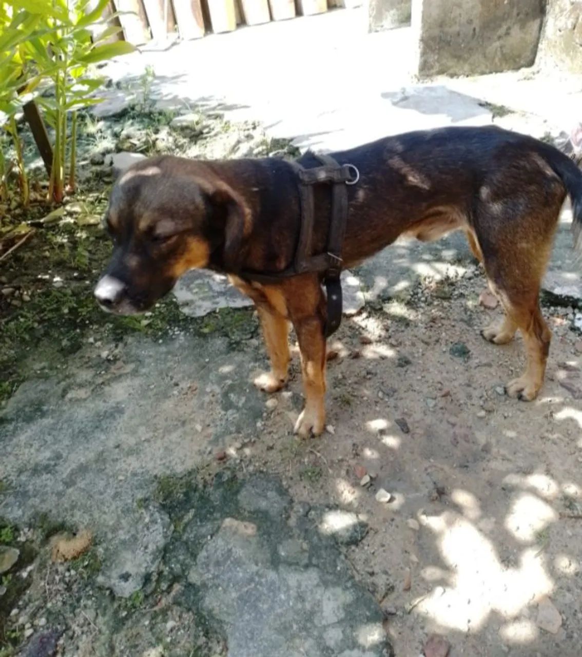 Cão Ideal para Proteção e Alerta - Procura um Lar! - Foto 2