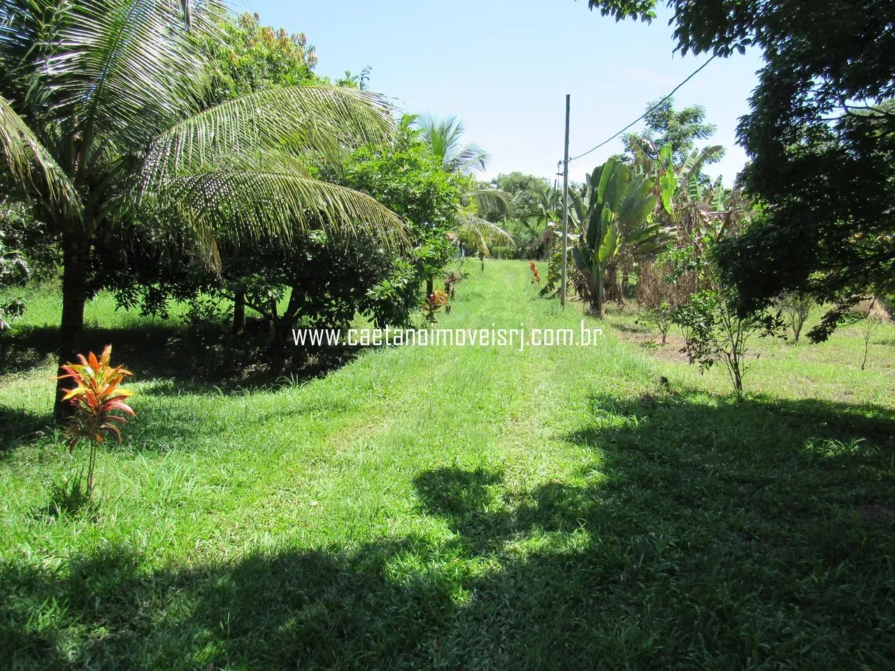 Sítio em Agrobrasil P/ Vender Rápido - Foto 3