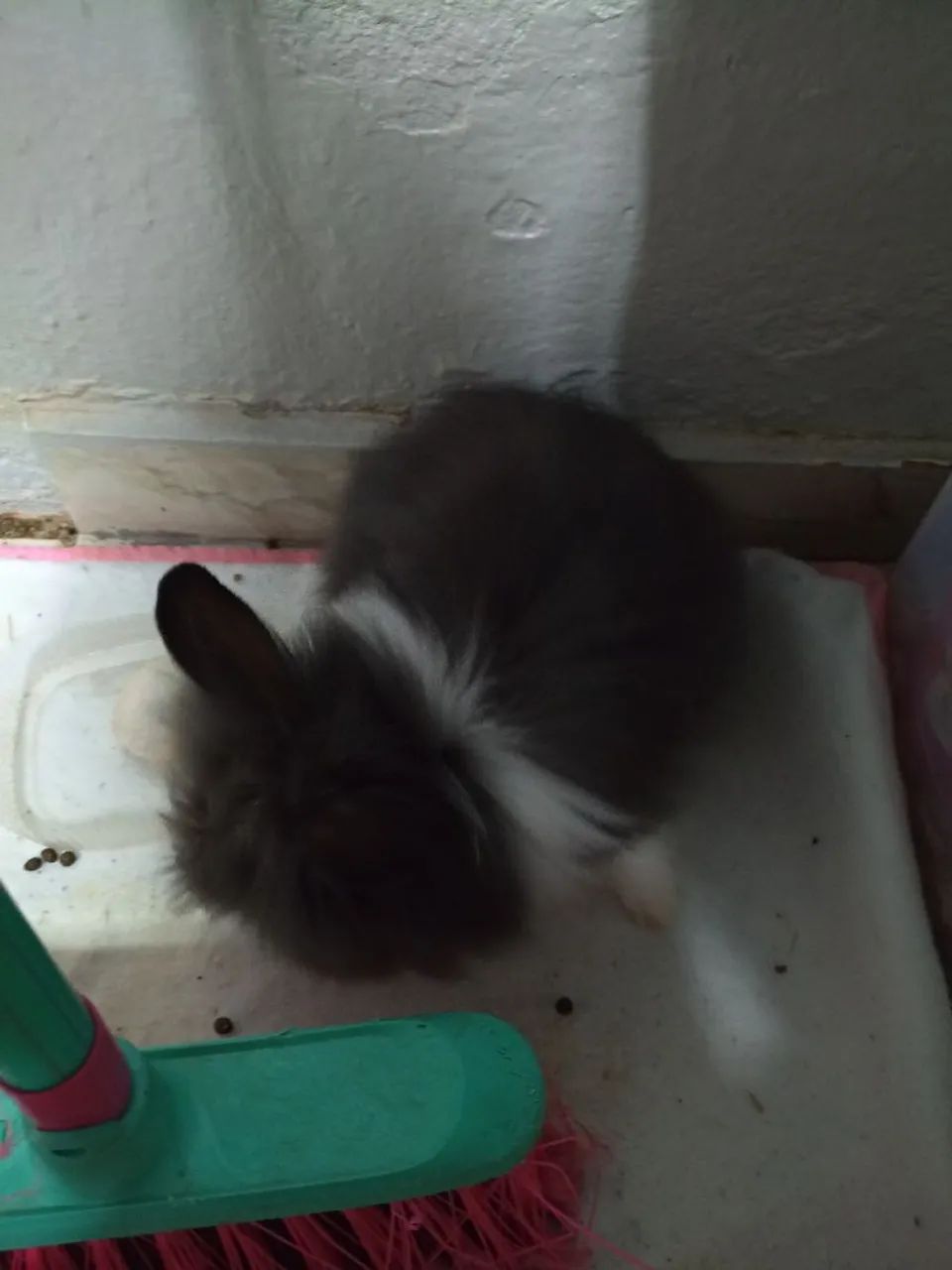 Coelhos  - Foto 5