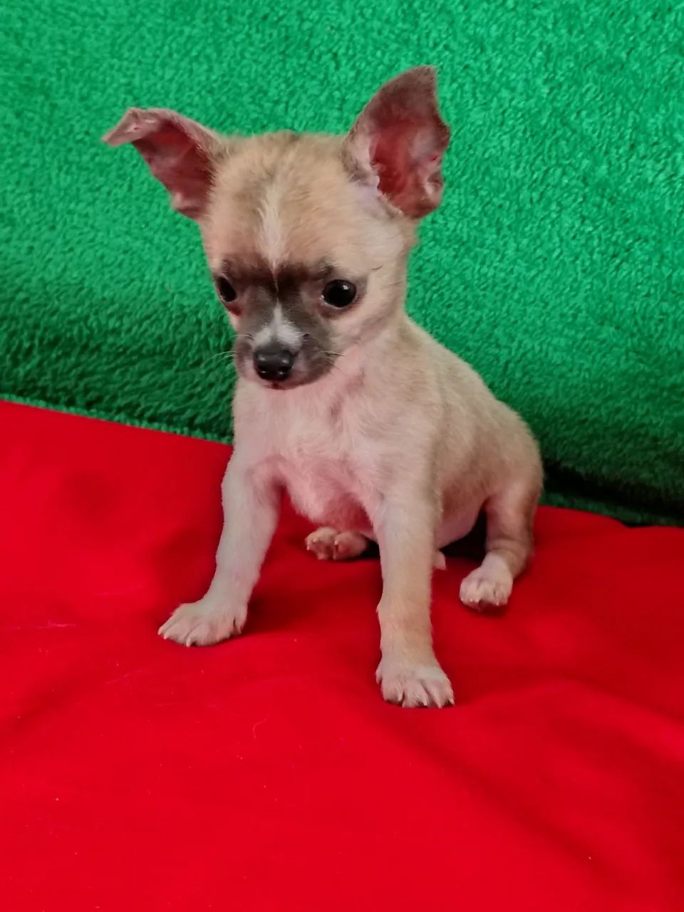 Chihuahua  - Foto 2