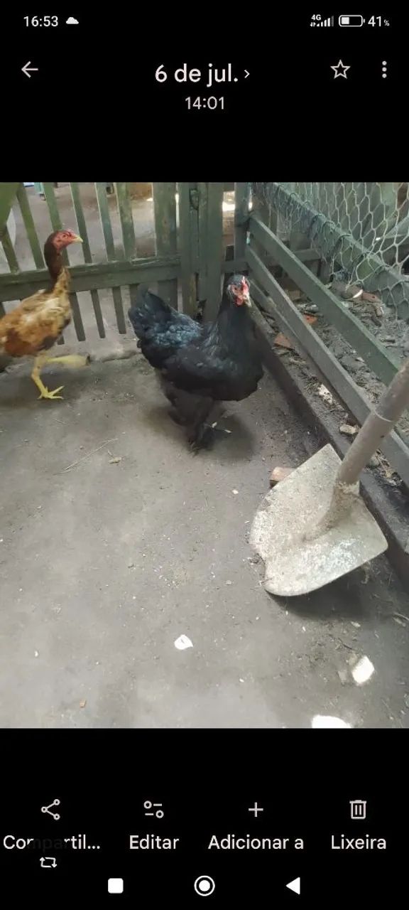 2 galinha e 1 galos da raça bhrama puro 