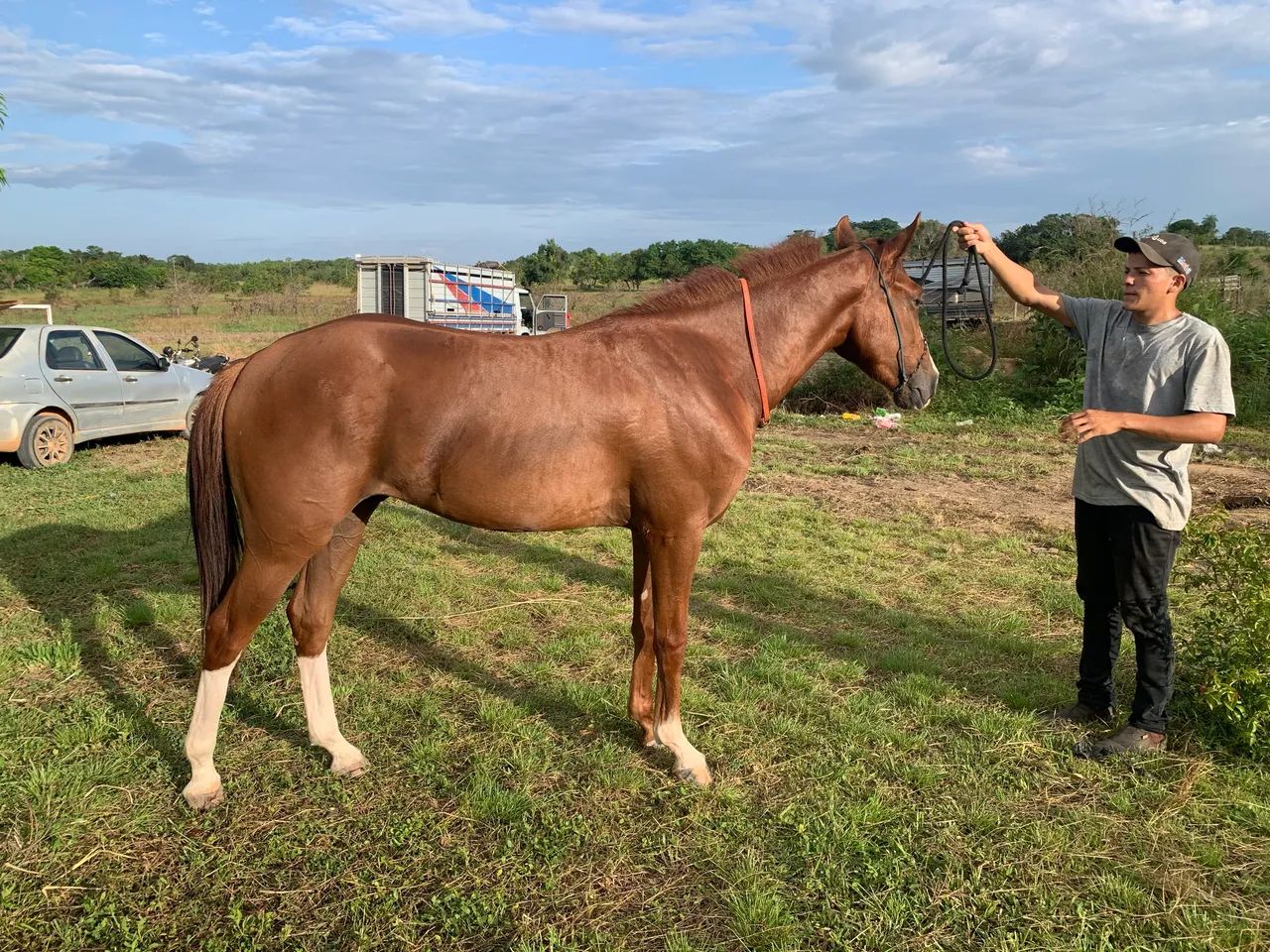 Cavalo  - Foto 3