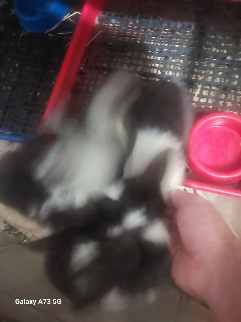 Coelhos doaçao - Foto 2