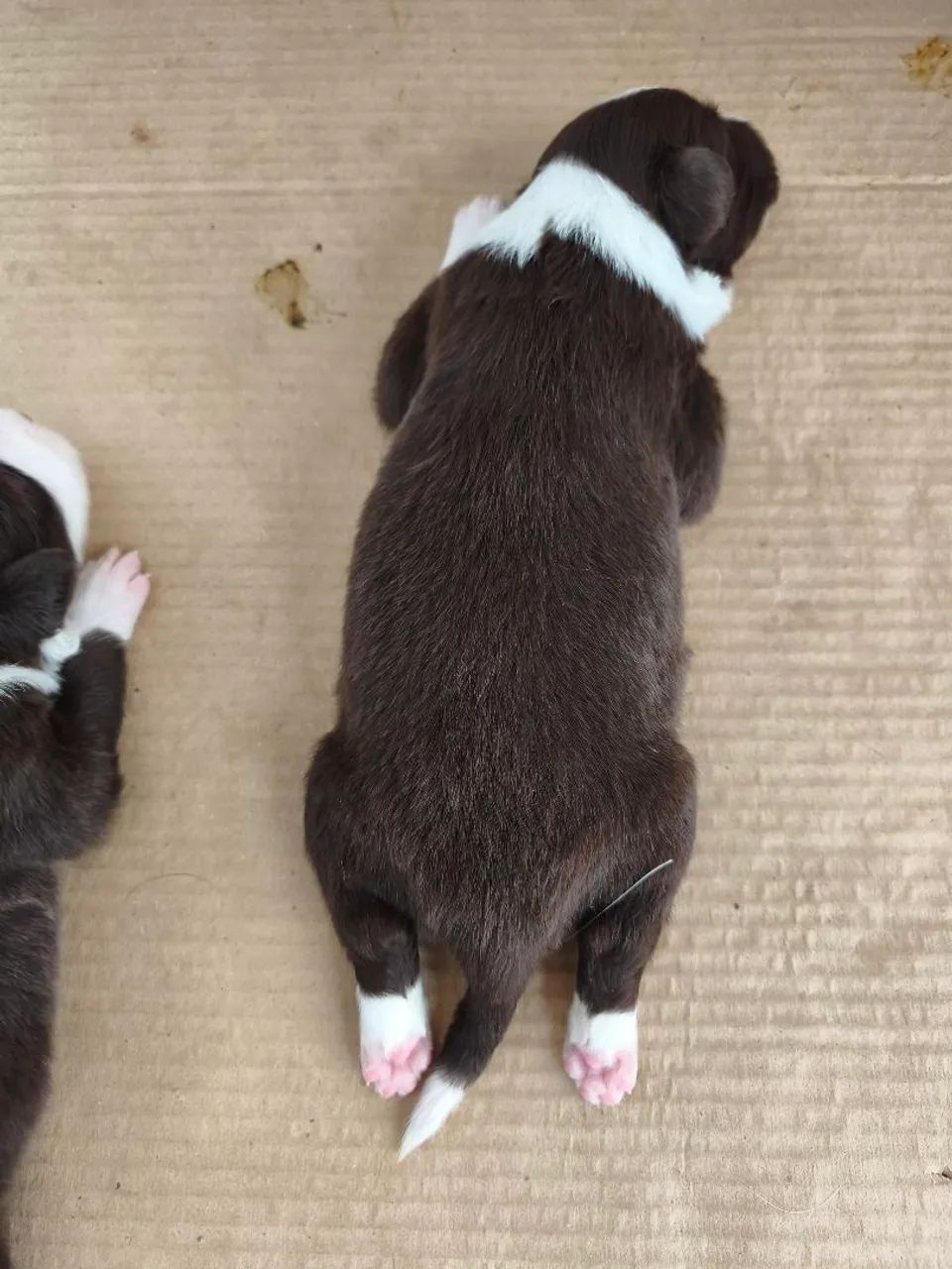 Border Collie  - Foto 3