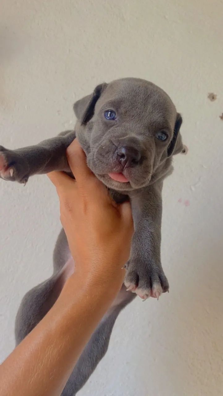 Cachorro - Foto 2