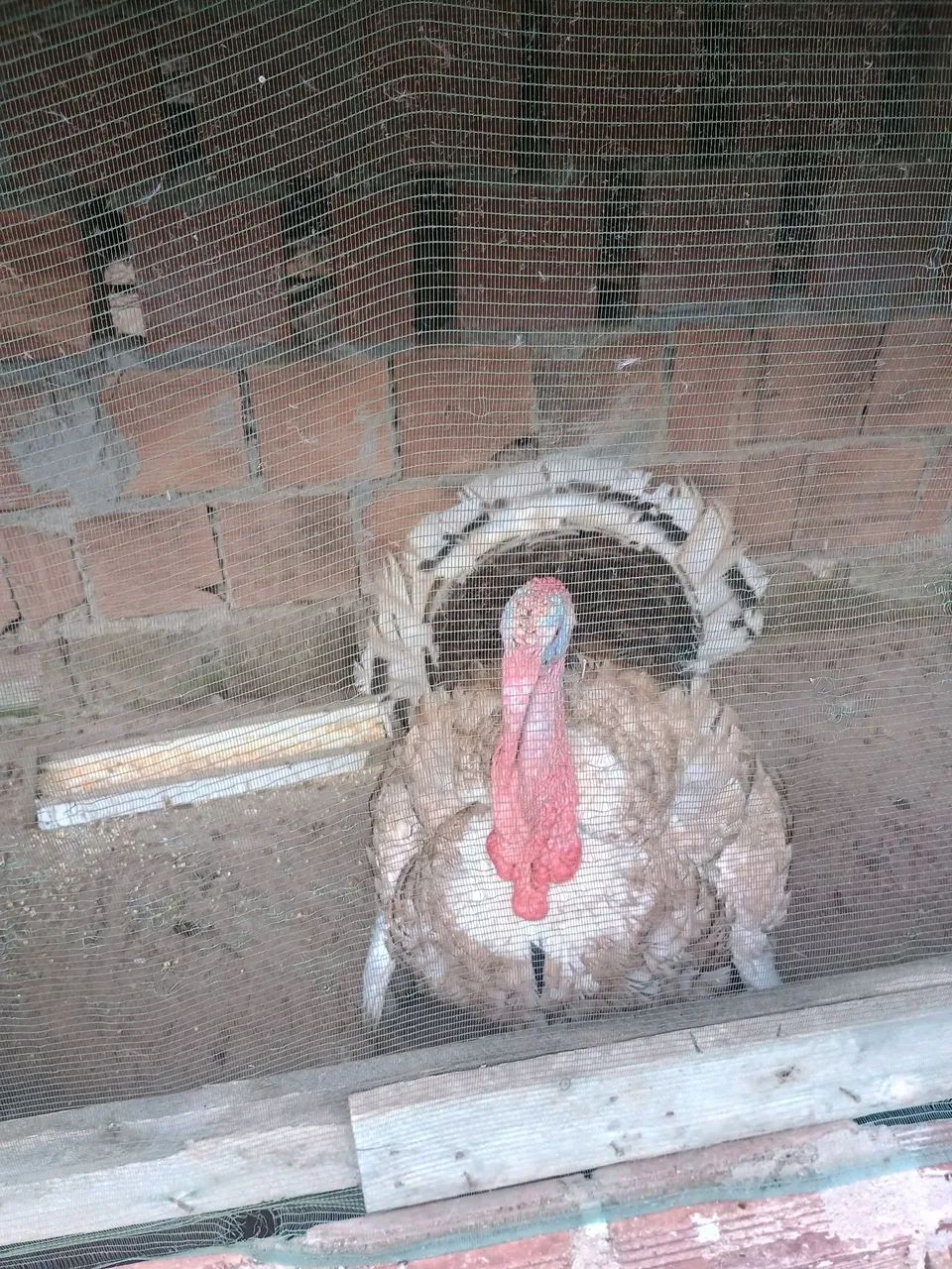 Vende-se perú  - Foto 4