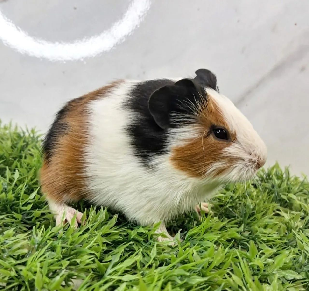 Porquinho da india - Foto 2