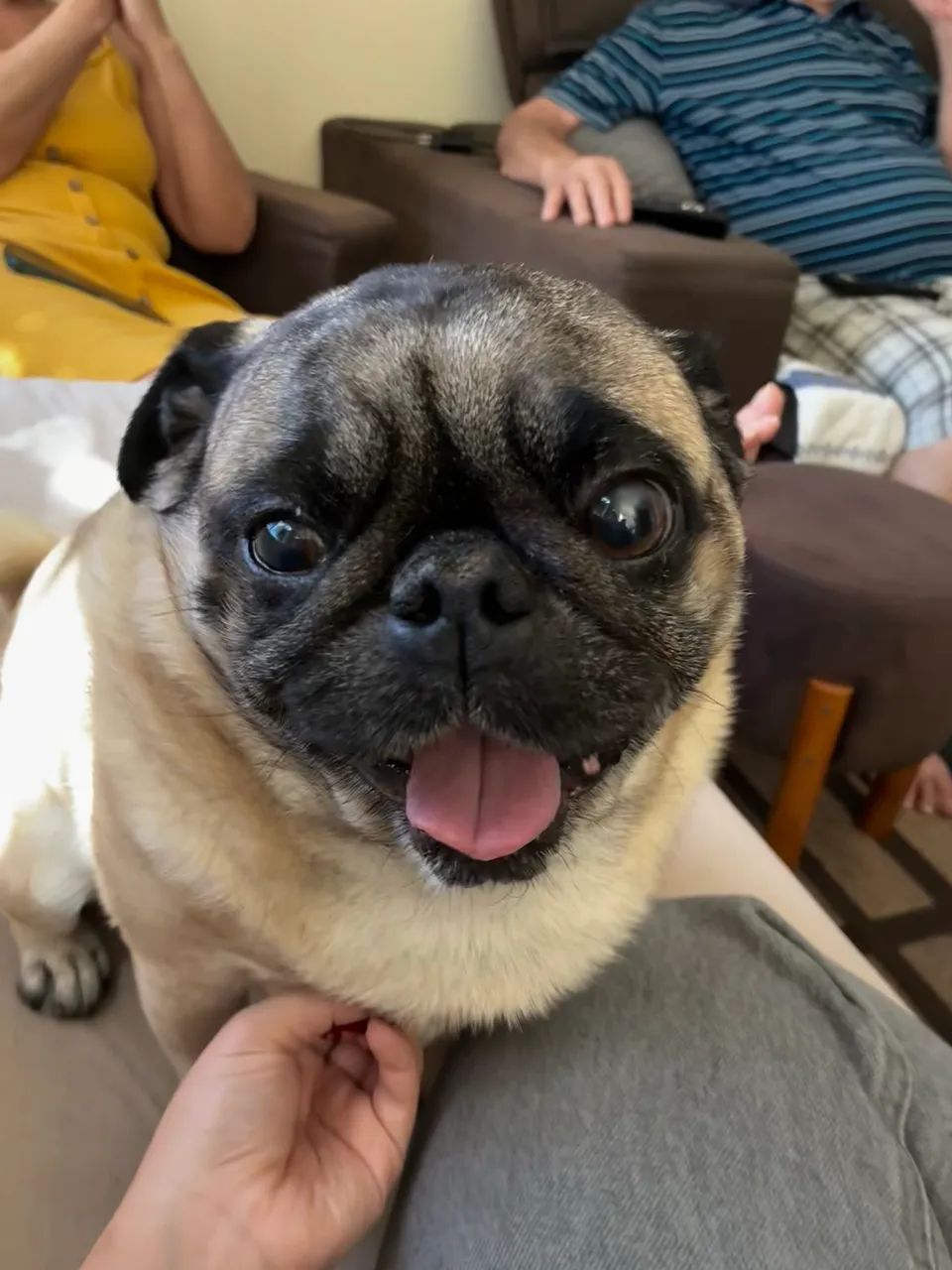 Pug para cruzar 