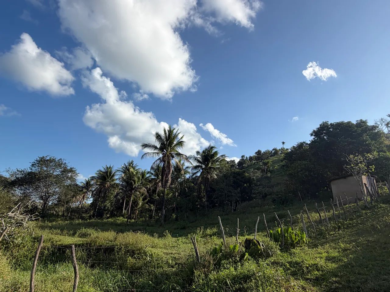 Propriedade em Tanque D?Arca Alagoas  - Foto 3