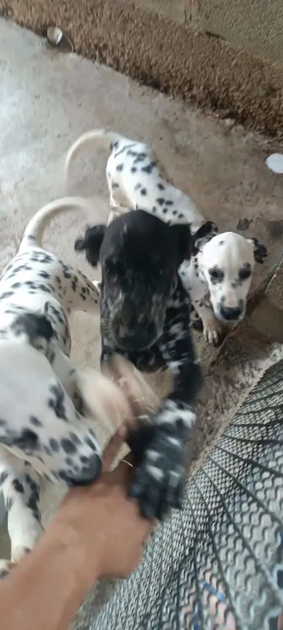 Filhotes de Dalmata - Foto 2