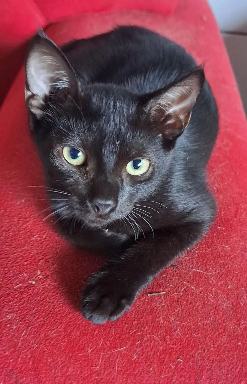 Doa se gatinha  - Foto 2