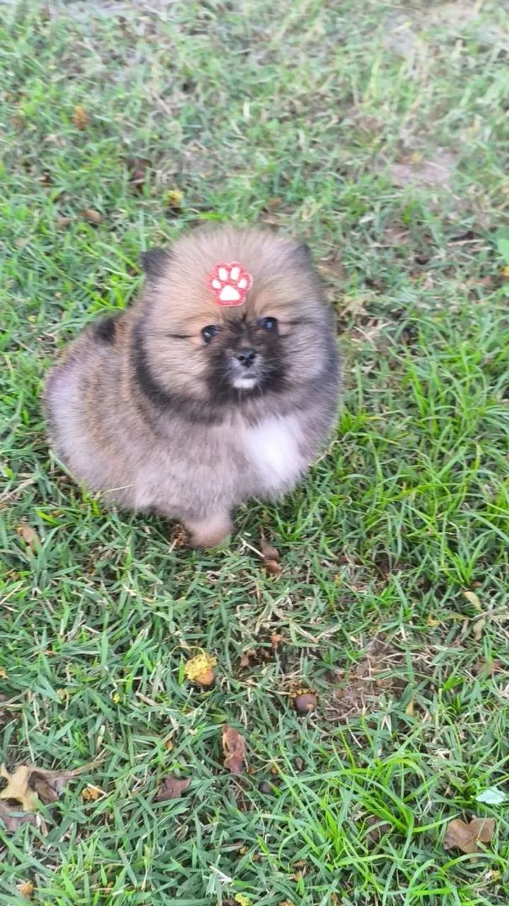 Spitz alemão  - Foto 2