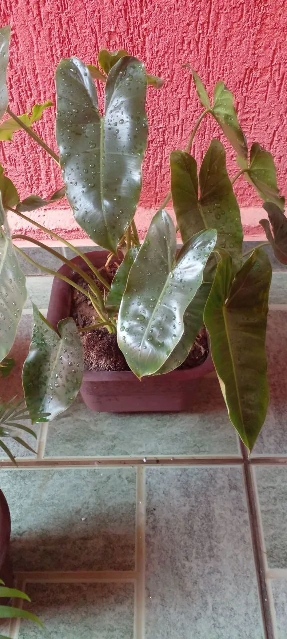 Vasos com lindas plantas  - Foto 2