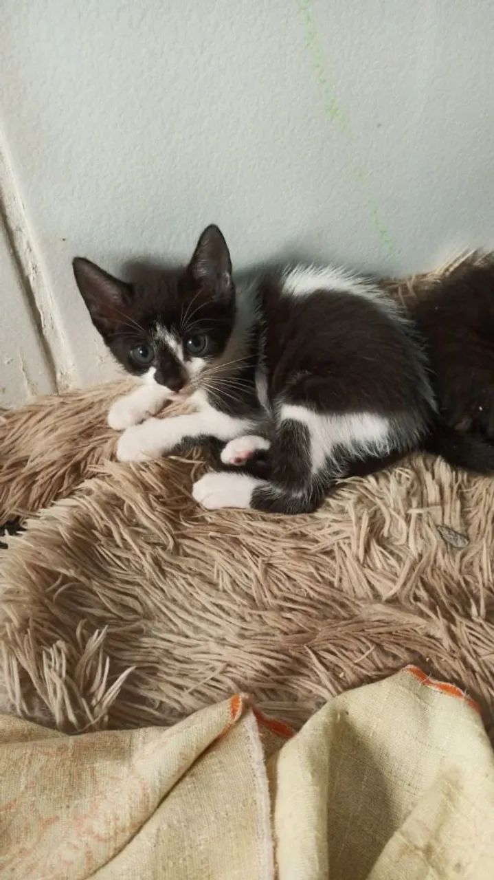 Gatinhas para adoção responsável  - Foto 3