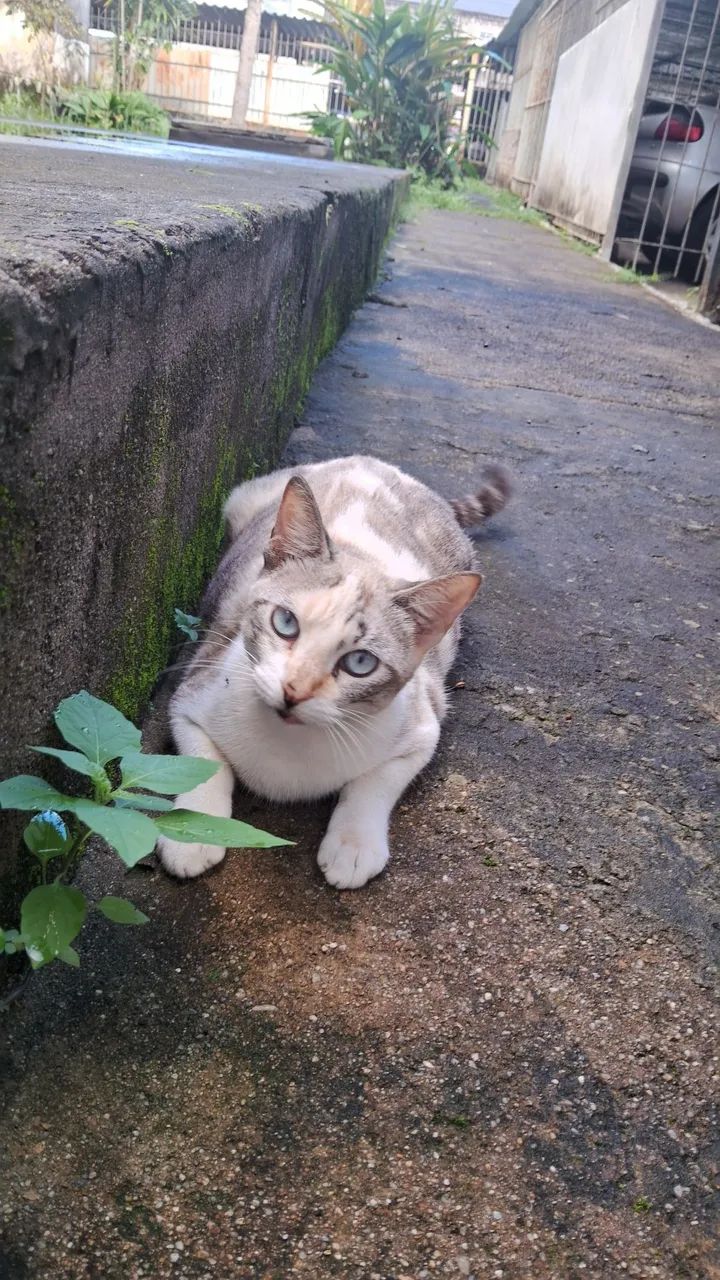 ADOÇÃO GATA CASTRADA - Foto 2