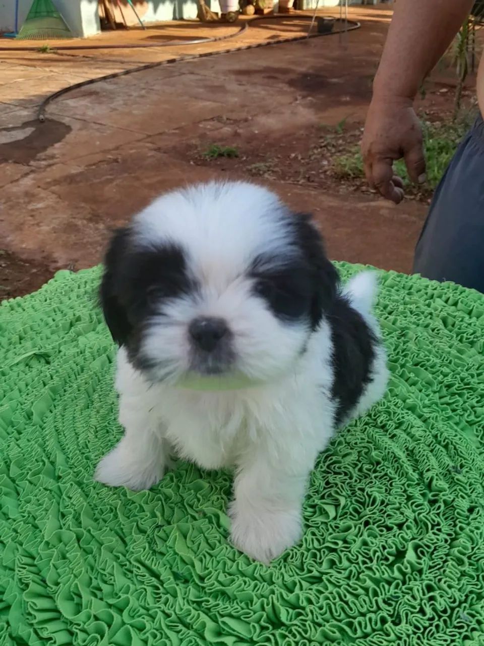 Cachorro Shitzu  - Foto 4