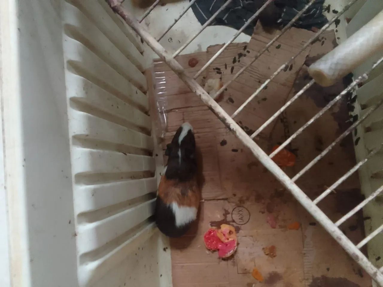 Rato 