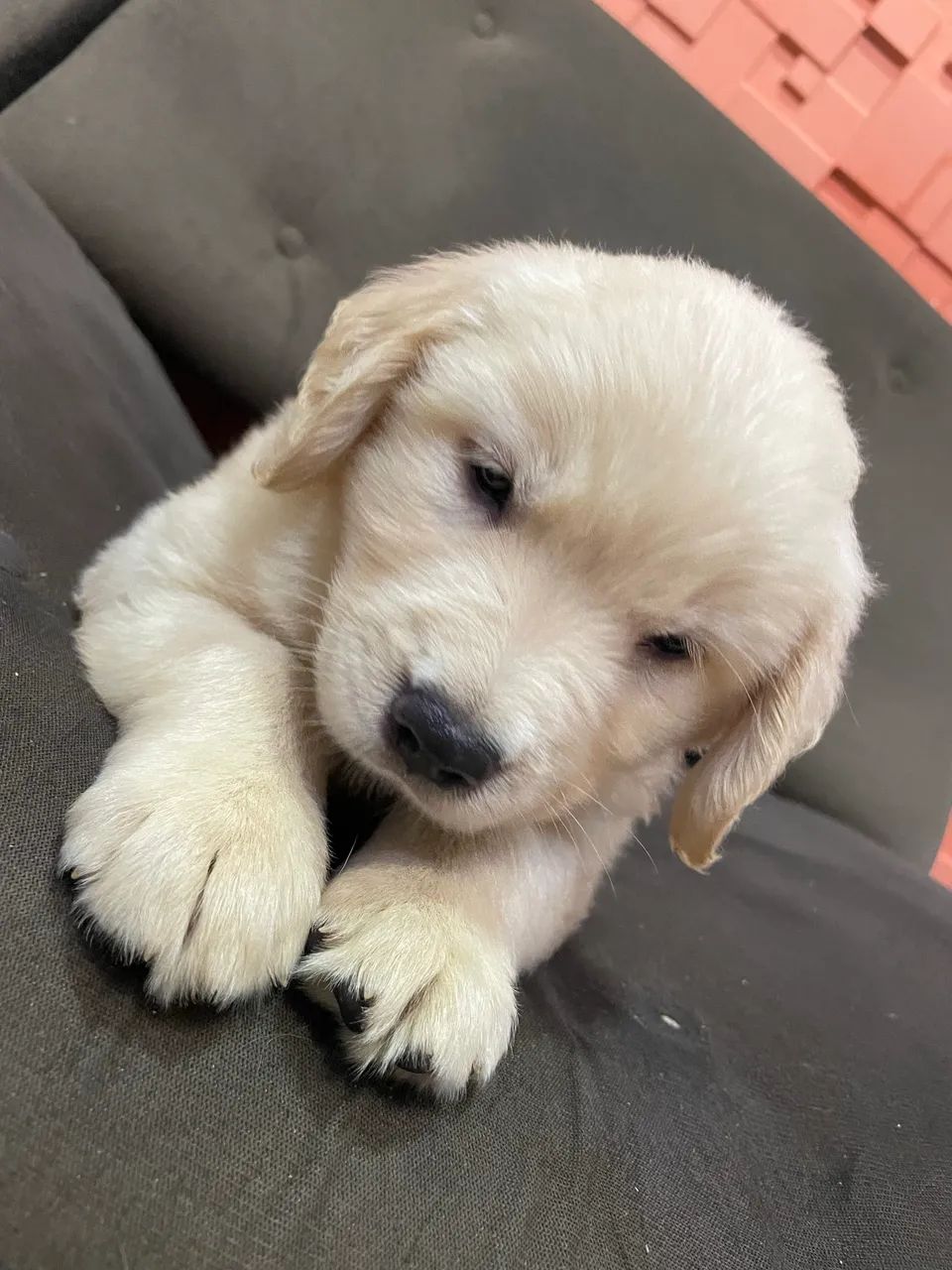 Golden retriever  - Foto 3