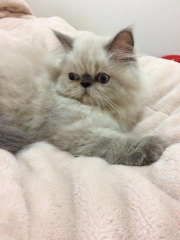Filhote de gato PERSA HIMALAIA PURO - Foto 4