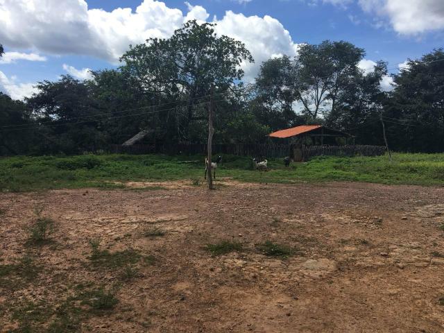 Sítio em Altos/PI, documentação ok - Foto 13
