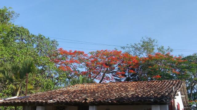 Granja/sitio 3,5 hect - Foto 16