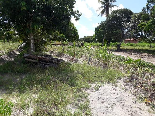 Sítio com 2 hectares - Todo irrigado e produzindo - Foto 14