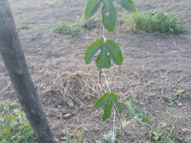 Sítio em Cachoeiras de Macacu oportunidade!! - Foto 13