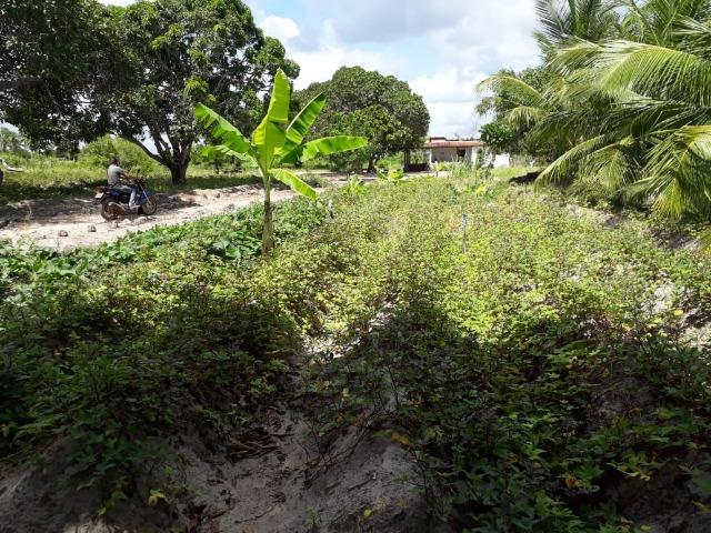 Sítio com 2 hectares - Todo irrigado e produzindo - Foto 8