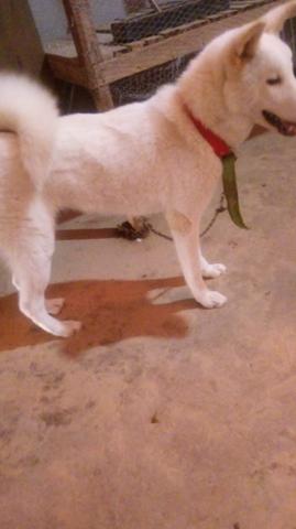 Vende se akita 2 anos nunca cruzou - Foto 3