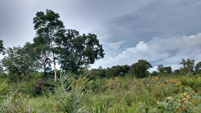 Fazenda 320 ha 100 km de Cuiaba - Foto 7