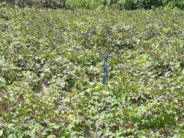 Sítio com 2 hectares - Todo irrigado e produzindo - Foto 18