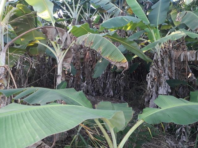 Sitio em Acorizal com 38.2 hectares - Foto 13