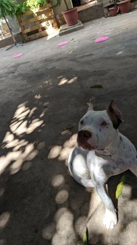 Filhote de pit bul Femea - Foto 6