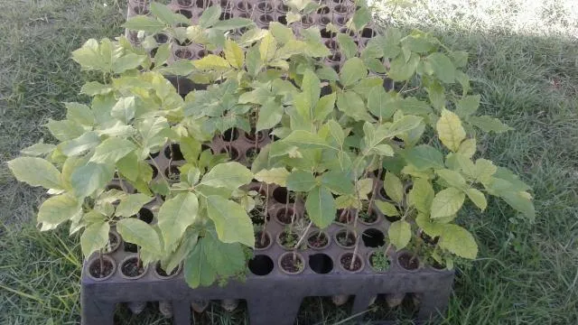 Viveiro- jabuticaba, limão taiti, pokan,laranja produzindo, enxertado-grama e podas
