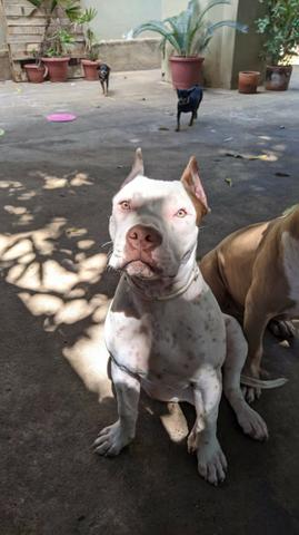Filhote de pit bul Femea - Foto 2
