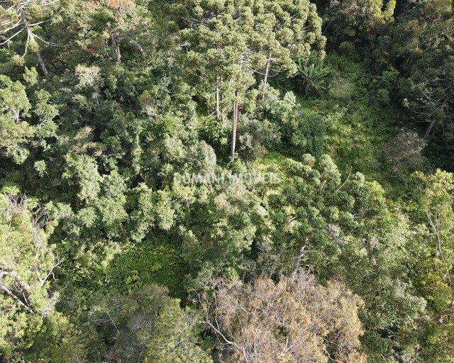 Ampla Área de Terreno à Venda na Região do Alpes de Campos do Jordão - Campos do Jordão/SP - Foto 4