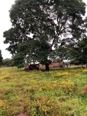 Fazenda em Gurupi.  - Foto 4