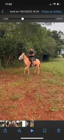 Vendo mula grande ou troco por cavalo  - Foto 2