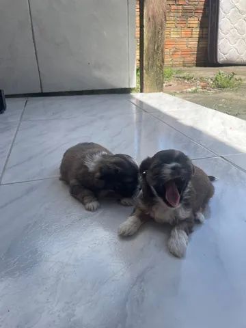 Cachorro  - Foto 4
